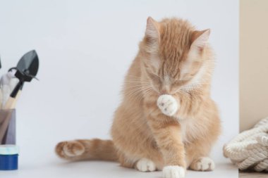 Kırmızı kedi beyaz arka planda yıkanır.