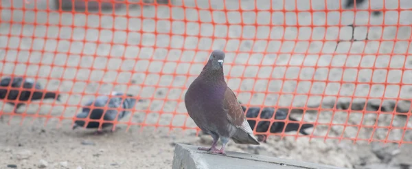 Nşaat Alanında Bir Güvercin Kuşun Alışılmadık Bir Rengi — Stok fotoğraf