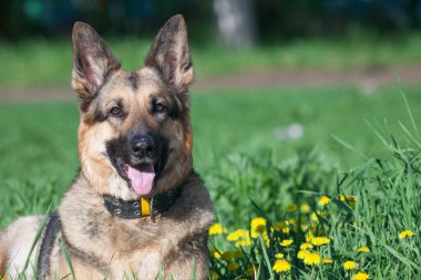 Yakalı bir köpek yeşil çimlerde oturur.