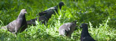 Yakalı bir köpek yeşil çimlerde oturur.