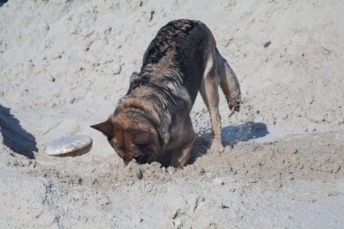 Köpek ve nehir kumu, Alman çoban köpeği güneşli bir sabahta nehir kumunda oynuyor.