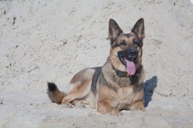 Köpek ve nehir kumu, Alman çoban köpeği güneşli bir sabahta nehir kumunda oynuyor.