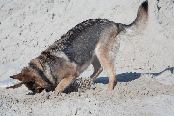 Cane Sabbia Del Fiume Pastore Tedesco Che Gioca Nella Sabbia — Foto Stock