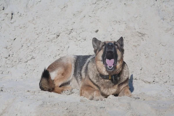 Hund Und Flusssand Deutscher Schäferhund Beim Spielen Flusssand Einem Sonnigen — Stockfoto