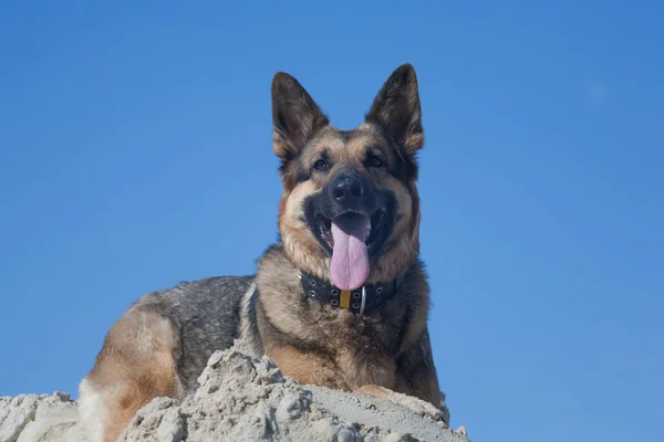 Hund Und Blauer Himmel Schäferhund Auf Blauem Himmel Hintergrund — Stockfoto
