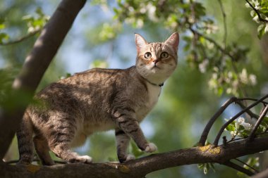 Bir kedi ve çiçek açan bir elma ağacı, güneşli bir sabahta yürüyen bir kedi.