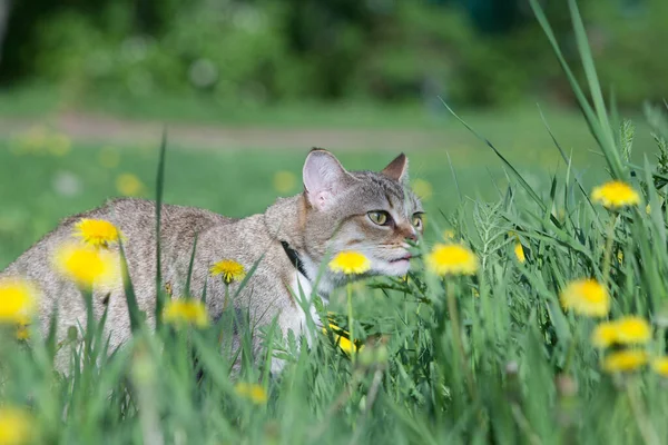 Kočka Chodí Zelené Trávě Kočička Pampeliška — Stock fotografie