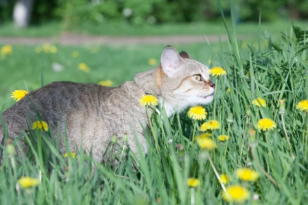 Cat Walks Green Grass Kitty Dandelion — Stock Photo, Image