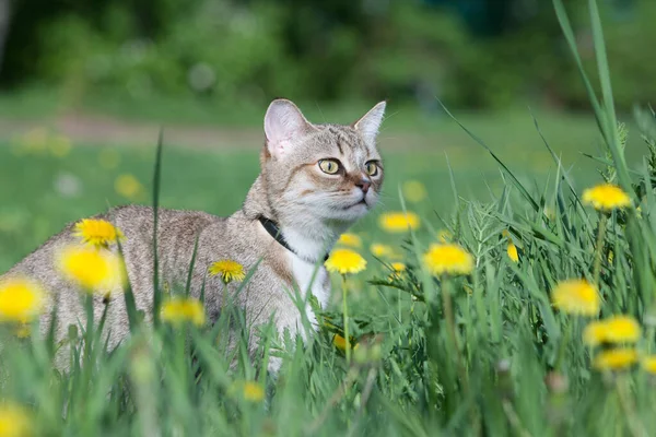 Γάτα Περπατά Στο Πράσινο Γρασίδι Γατούλα Και Πικραλίδα Εικόνα Αρχείου