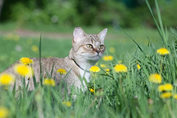 Kat Wandelingen Het Groene Gras Kitty Paardenbloem Stockfoto