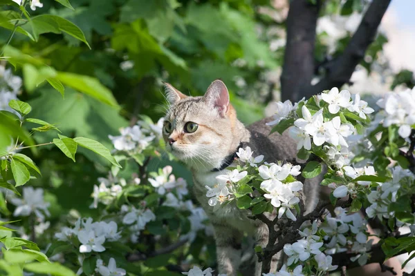 Een Kat Een Bloeiende Appelboom Een Poesje Loopt Een Zonnige Rechtenvrije Stockafbeeldingen