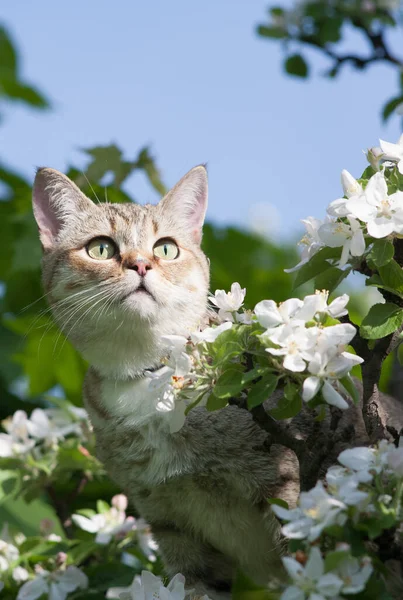 Een Kat Een Bloeiende Appelboom Een Poesje Loopt Een Zonnige Stockfoto