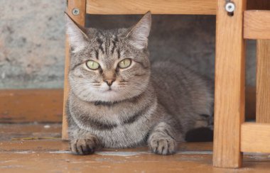 kedi, kedi, kedi, kedi, kedi, yeşil, gözler, bıyık, kulak, küçük sandalye, arka plan, ahşap, sevimli, oyuncu, sevimli, sevimli