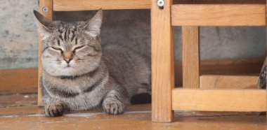 kedi, kedi, kedi, kedi, kedi, yeşil, gözler, bıyık, kulak, küçük sandalye, arka plan, ahşap, sevimli, oyuncu, sevimli, sevimli