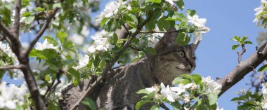 Yeşil gözlü ve çizgili renkli bir kedi güneşli, güneşli bir günde çiçek açan elma ağacının tadını çıkarıyor..