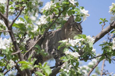 Yeşil gözlü ve çizgili renkli bir kedi güneşli, güneşli bir günde çiçek açan elma ağacının tadını çıkarıyor..