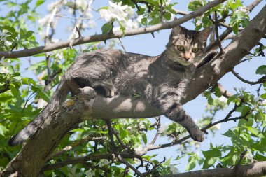 Yeşil gözlü ve çizgili renkli bir kedi güneşli, güneşli bir günde çiçek açan elma ağacının tadını çıkarıyor..