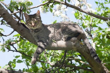 Yeşil gözlü ve çizgili renkli bir kedi güneşli, güneşli bir günde çiçek açan elma ağacının tadını çıkarıyor..