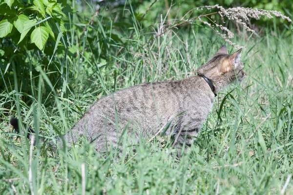 Kätzchen Auf Der Jagd Grünen Gras Einem Sonnigen Tag — Stockfoto