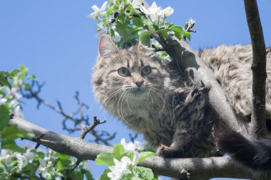 Ağaçtaki tüylü bir kedi, çiçek açan elma ağacındaki bir kedi mavi gökyüzüne karşı, yumuşacık yeşil gözlü bir kedi