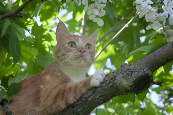 A yellow red cat on a tree, a cat with yellow eyes on a blooming apple tree against a blue sky, a fluffy yellow red cat on a hunt.