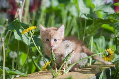 Sarı bir kedi yavrusu ahşap bir bankta oturuyor.
