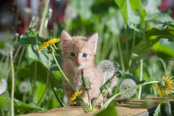 Yellow Kitten Sits Wooden Bench Background Dandelions — Stock Photo, Image