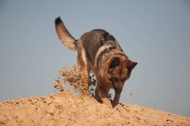Alman çoban köpeği kumsalda oynuyor, köpek mavi gökyüzüne karşı.