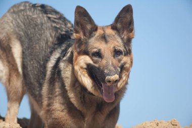 Mavi gökyüzüne karşı kumda bir köpeğin burnu, mavi gökyüzüne karşı bir Alman çoban köpeği
