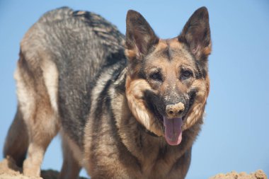 Mavi gökyüzüne karşı kumda bir köpeğin burnu, mavi gökyüzüne karşı bir Alman çoban köpeği