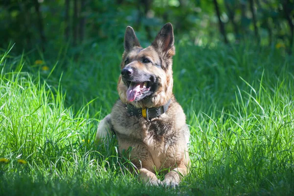 Shepherd Dog Background Green Grass German Shepherd Best Friend Companion — Φωτογραφία Αρχείου