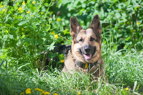 Pastýř Pes Pozadí Zelené Trávy Německý Ovčák Nejlepší Přítel Společník — Stock fotografie