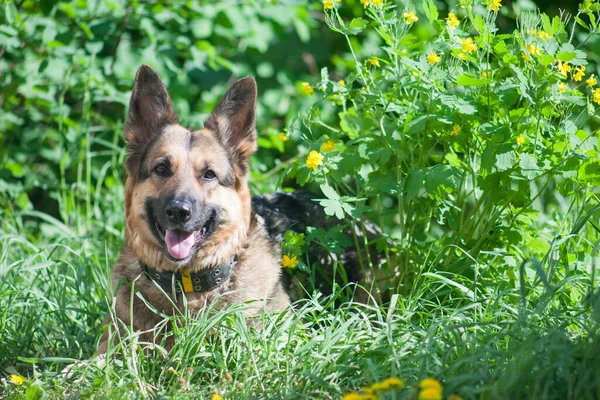 Den Herde Hund Bakgrunden Grönt Gräs Den Tyska Shepherd Den — Stockfoto