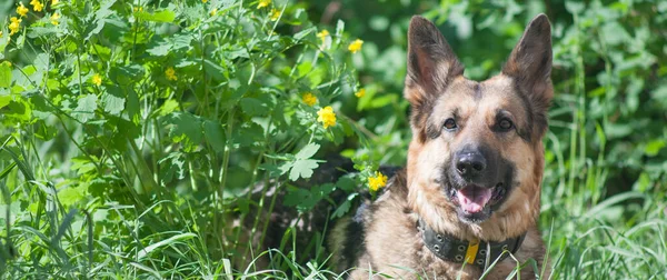 Pastýř Pes Pozadí Zelené Trávy Německý Ovčák Nejlepší Přítel Společník — Stock fotografie