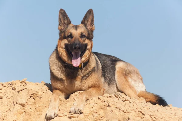 Tysk Herde Leker Sanden Hund Stranden Hund Mot Blå Himmel — Stockfoto