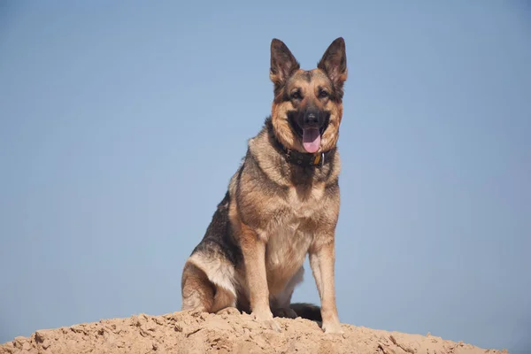 Pastore Tedesco Che Gioca Nella Sabbia Cane Sulla Spiaggia Cane — Foto Stock