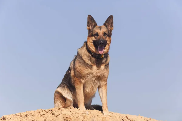 Schäferhund Spielt Sand Hund Strand Hund Gegen Den Blauen Himmel — Stockfoto