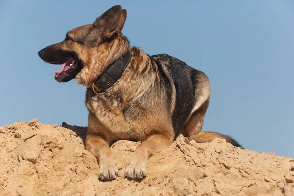 Pastore Tedesco Che Gioca Nella Sabbia Cane Sulla Spiaggia Cane — Foto Stock