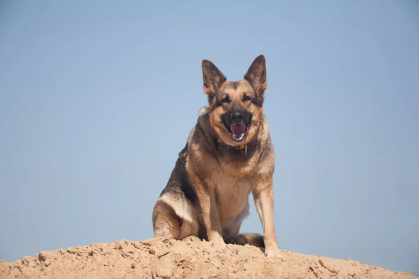Tysk Herde Leker Sanden Hund Stranden Hund Mot Blå Himmel — Stockfoto