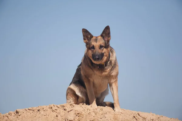 Tysk Herde Leker Sanden Hund Stranden Hund Mot Blå Himmel — Stockfoto