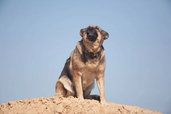 Tysk Herde Leker Sanden Hund Stranden Hund Mot Blå Himmel — Stockfoto