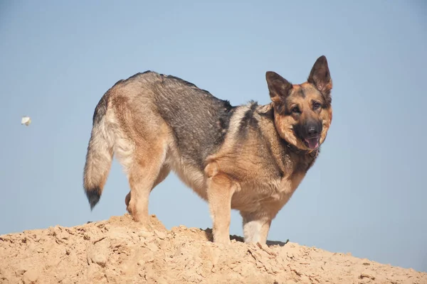 Schäferhund Spielt Sand Hund Strand Hund Gegen Den Blauen Himmel — Stockfoto