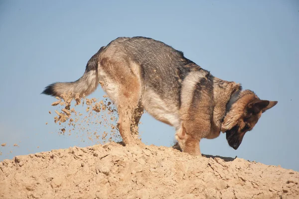 Pastore Tedesco Che Gioca Nella Sabbia Cane Sulla Spiaggia Cane — Foto Stock