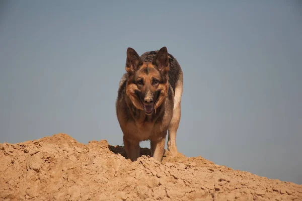 German Shepherd Playing Sand Dog Beach Dog Blue Sky — Stock Photo, Image