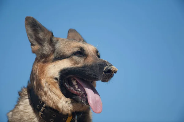 Tysk Herde Leker Sanden Hund Stranden Hund Mot Blå Himmel — Stockfoto