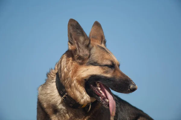 砂の中で遊んでいるドイツの羊飼い ビーチで犬 青い空に対して犬 — ストック写真