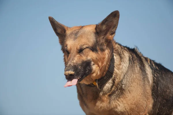 German Shepherd Playing Sand Dog Beach Dog Blue Sky — Stock Photo, Image