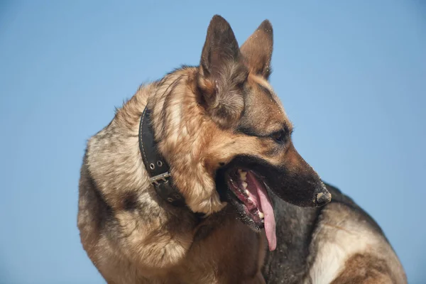 Tysk Herde Leker Sanden Hund Stranden Hund Mot Blå Himmel — Stockfoto