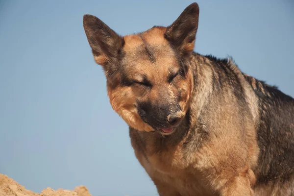 Tysk Herde Leker Sanden Hund Stranden Hund Mot Blå Himmel — Stockfoto