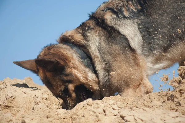 Německý Ovčák Hrající Písku Pes Pláži Pes Proti Modré Obloze — Stock fotografie